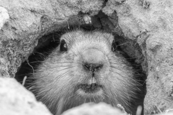 A groundhog pokes his head from his burrow.